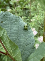 Aceria nalepai