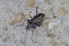 Ellipsoptera hamata