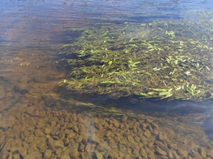 Potamogeton