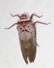 Copidocephala guttata