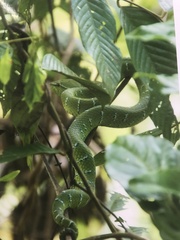 Tropidolaemus subannulatus