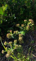 Crassula