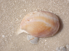Crepidula fornicata