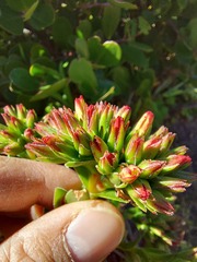Crassula