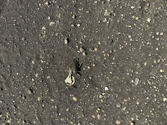 Lethocerus americanus