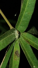 Cytaea