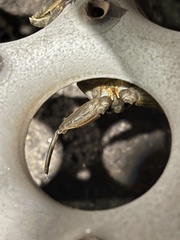 Lethocerus americanus