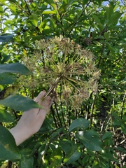 Angelica archangelica