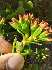Crassula