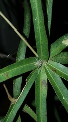 Cytaea