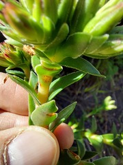 Crassula