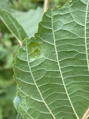 Aceria nalepai