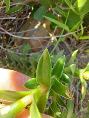 Crassula