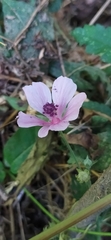 Althaea cannabina