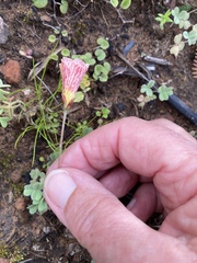 Oxalis obtusa