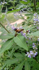 Megachile sculpturalis