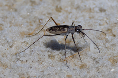Ellipsoptera hamata
