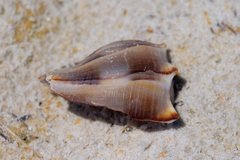 Sinistrofulgur sinistrum