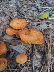 Gymnopilus
