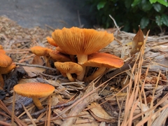 Gymnopilus