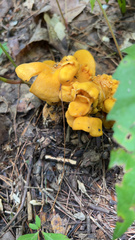 Cantharellus lateritius