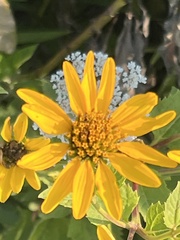 Helianthus hirsutus