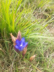 Gentiana pneumonanthe