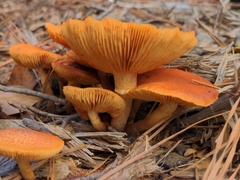 Gymnopilus