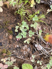 Oxalis obtusa