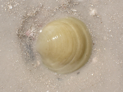 Anodontia alba