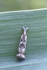 Microcrambus elegans