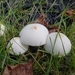 Leucocoprinus cepistipes - Photo (c) Stephen Russell,  זכויות יוצרים חלקיות (CC BY-NC), uploaded by Stephen Russell