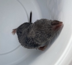 Blarina brevicauda