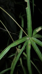 Cytaea