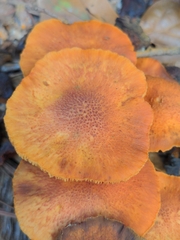 Gymnopilus