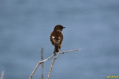 Saxicola rubicola