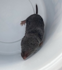 Blarina brevicauda