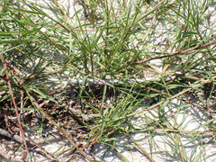 Sporobolus virginicus