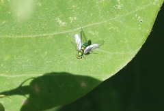 Chrysosoma