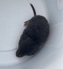 Blarina brevicauda