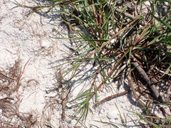 Sporobolus virginicus