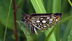 Heteropterus morpheus