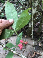 Paullinia