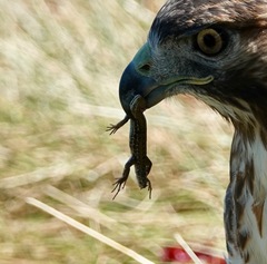 Podarcis siculus campestris