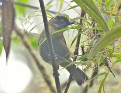 Chlorospingus semifuscus
