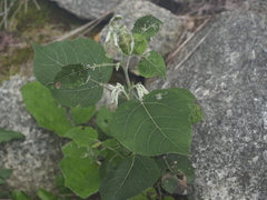 Populus tremuloides