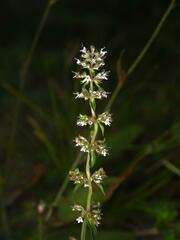 Thymus pulegioides