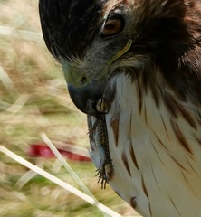 Podarcis siculus campestris