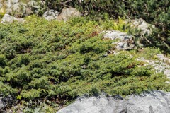 Juniperus communis saxatilis