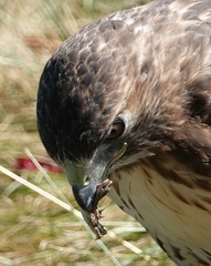 Podarcis siculus campestris